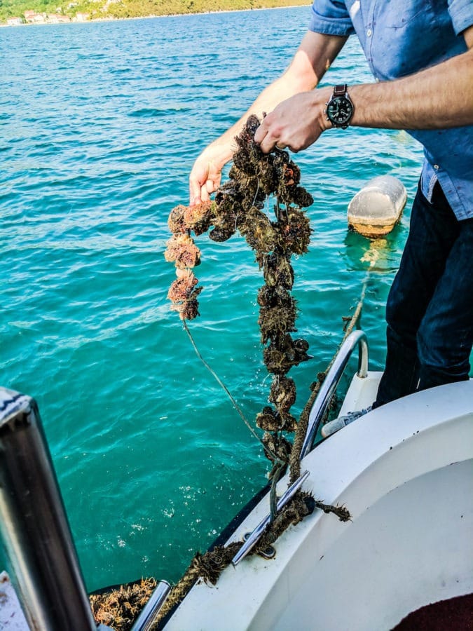 ston oyster farm dubrovnik dubrovnik wine tours