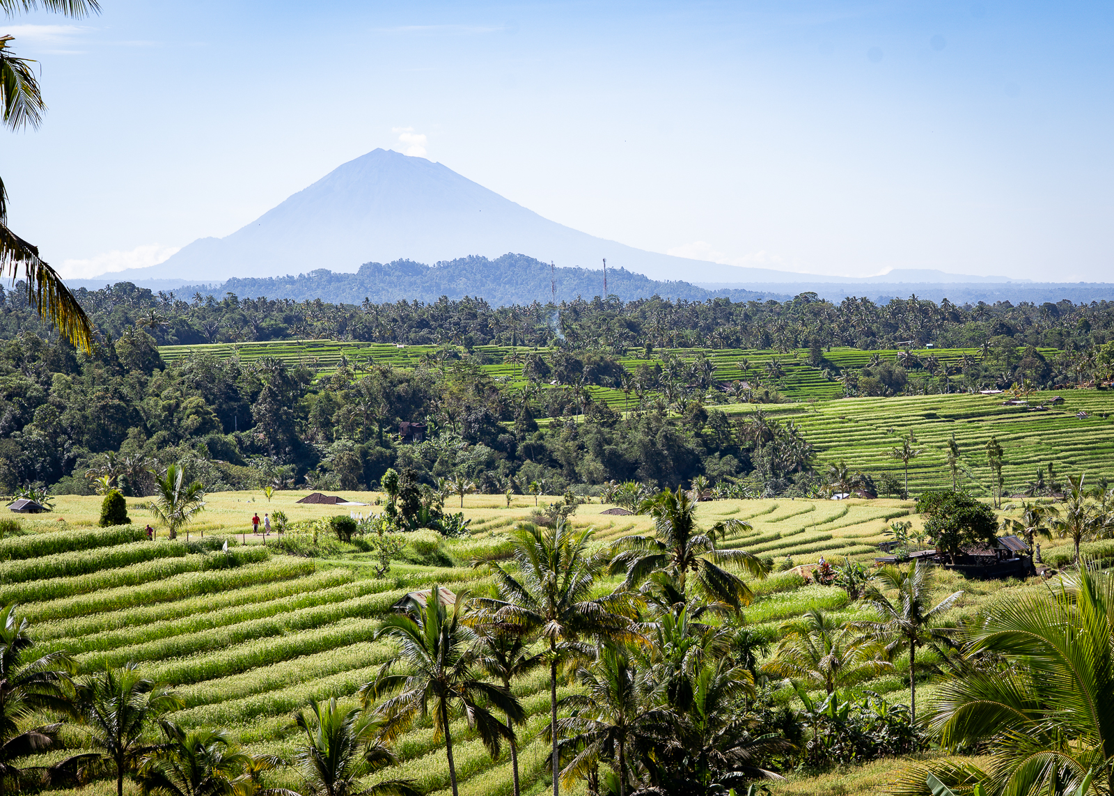 Bali ricefields Jatiluwih Rice Terraces