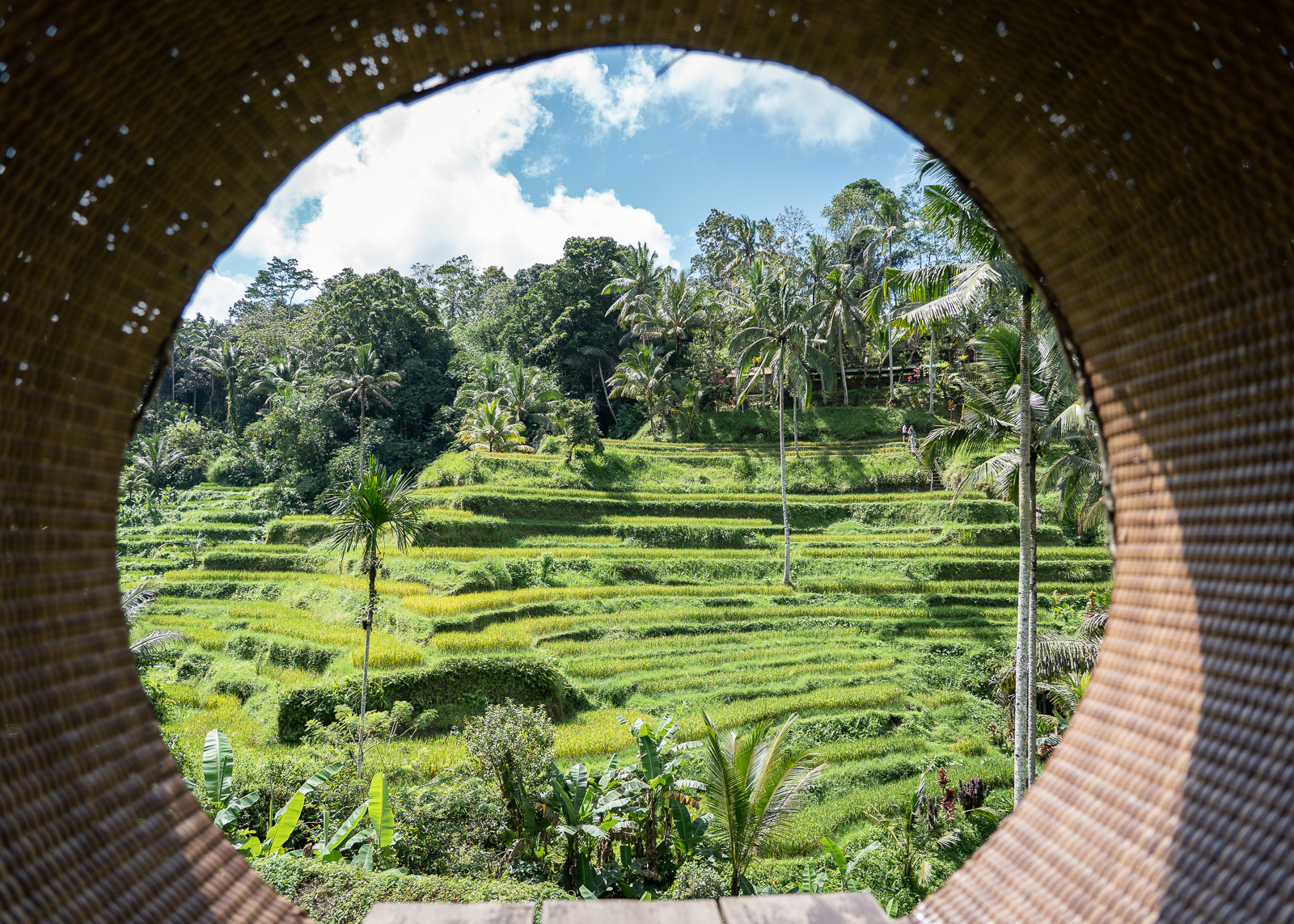 Tegallalang Rice Terrace Ubud Bali-2 is bali a good place to visit