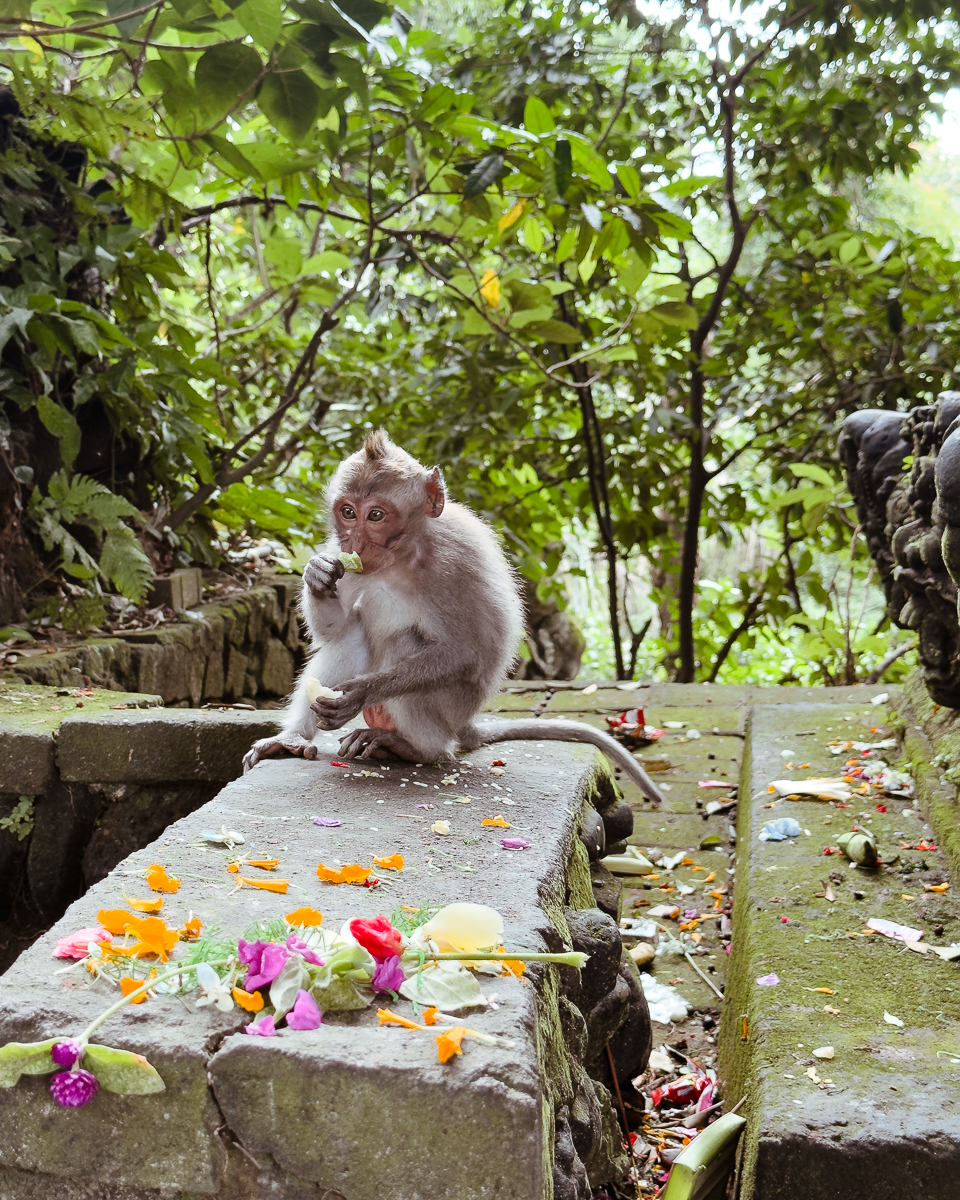 Ubud Monkey Forest BaliPura Luhur Batukaru is Bali worth visiting